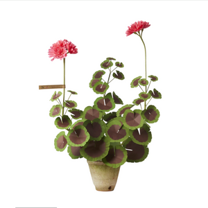 The Green Vase potted geranium