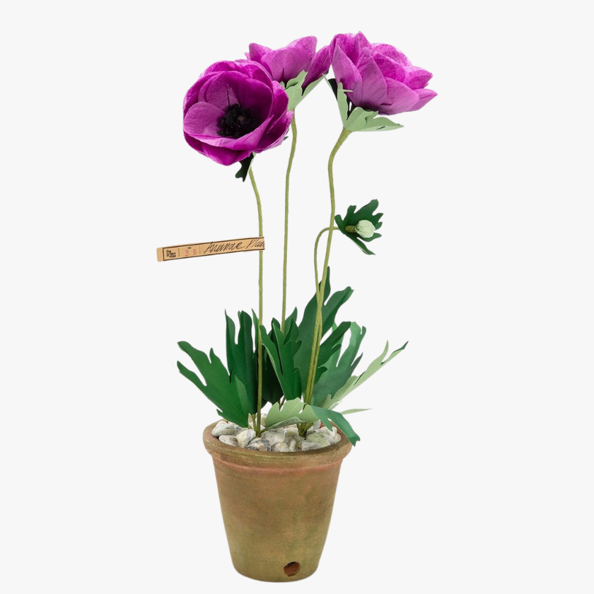 The Green Vase potted purple anemone