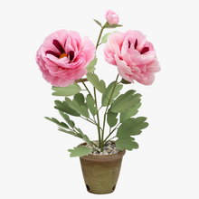 Load image into Gallery viewer, The Green Vase potted peony plant