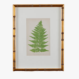antique framed fern print, no. 1