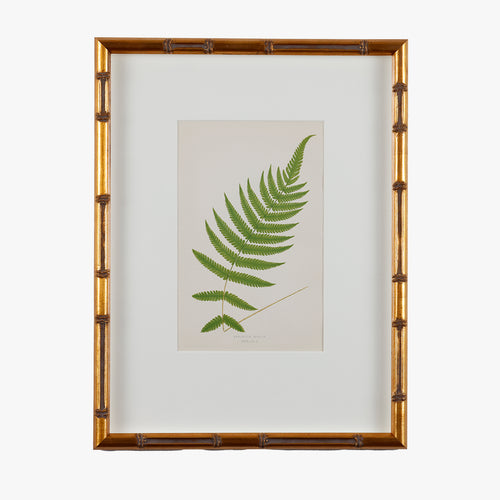antique framed fern print, no. 2