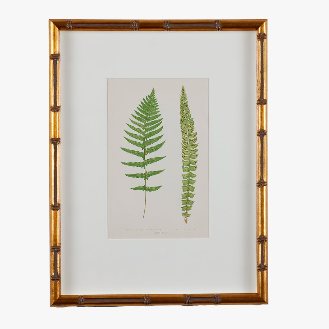 antique framed fern print, no. 3