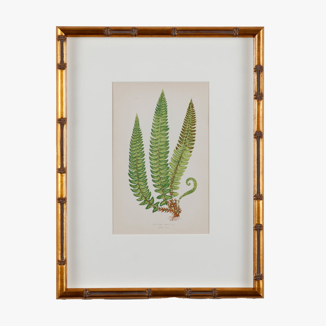 antique framed fern print, no. 4