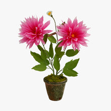 Load image into Gallery viewer, The Green Vase potted dahlia