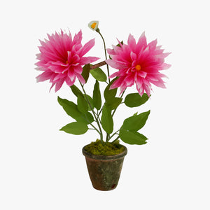 The Green Vase potted dahlia