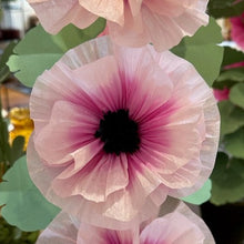 Load image into Gallery viewer, The Green Vase potted 5 bloom hollyhock