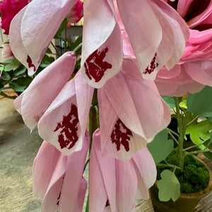 The Green Vase potted foxglove