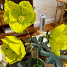 Load image into Gallery viewer, The Green Vase potted hellebore plant