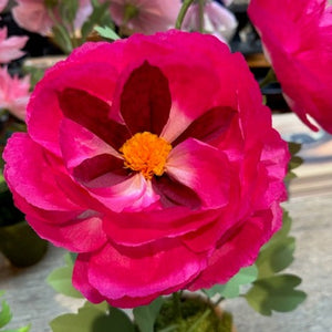 The Green Vase potted peony plant