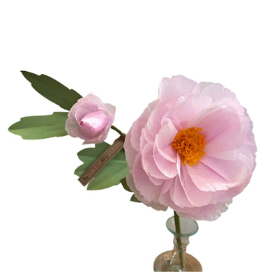 The Green Vase peony with bud stem