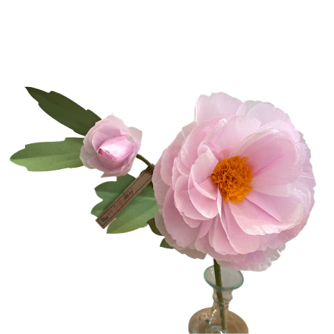 The Green Vase peony with bud stem