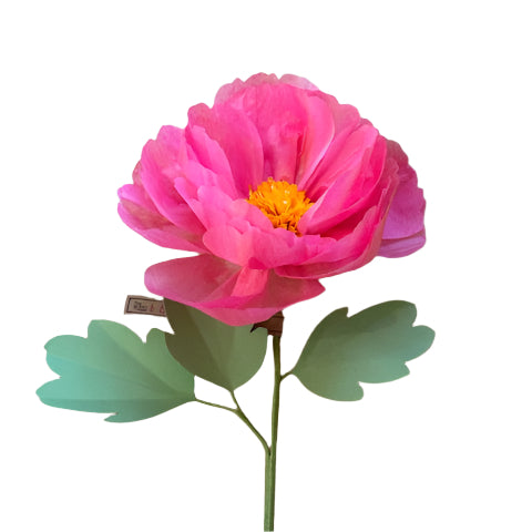 The Green Vase peony stem
