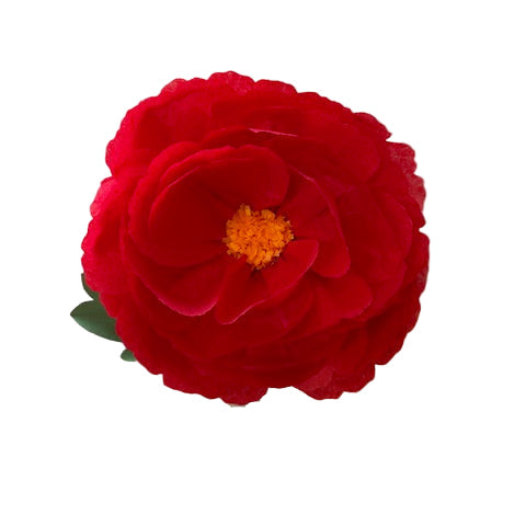 The Green Vase peony stem