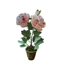 Load image into Gallery viewer, The Green Vase potted peony plant