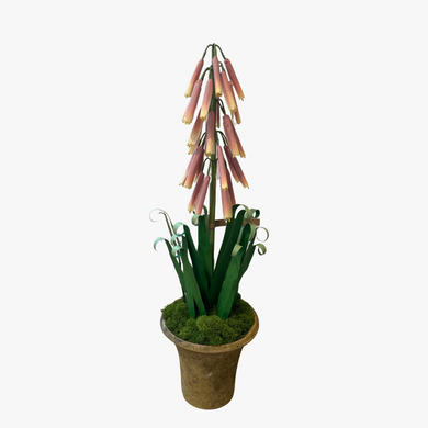 The Green Vase potted red hot poker plant