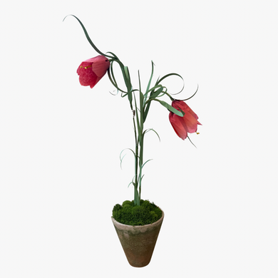 The Green Vase potted mini fritillaria plant