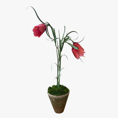 The Green Vase potted mini fritillaria plant