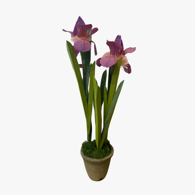 The Green Vase potted japanese iris plant