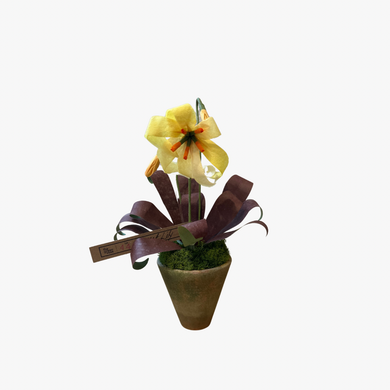 The Green Vase potted mini trout lily plant