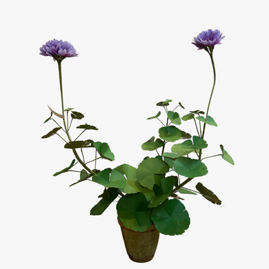 The Green Vase potted blue violet geranium plant