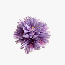 Load image into Gallery viewer, The Green Vase potted blue violet geranium plant