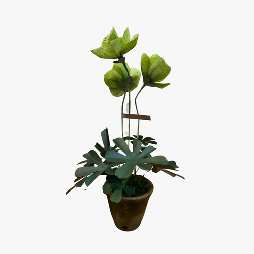 The Green Vase potted hellebore plant