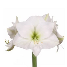 Load image into Gallery viewer, Milton Market x SWND Amaryllis