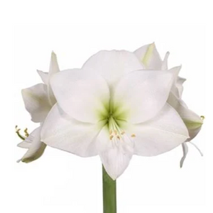 Milton Market x SWND Amaryllis