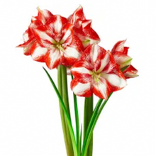 Load image into Gallery viewer, Milton Market x SWND Amaryllis