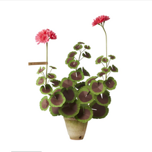 Load image into Gallery viewer, The Green Vase potted geranium