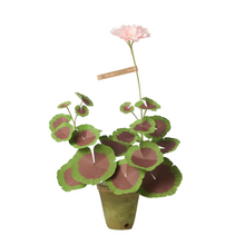 Load image into Gallery viewer, The Green Vase mini potted geranium