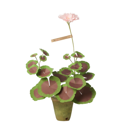 The Green Vase mini potted geranium