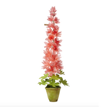 Load image into Gallery viewer, The Green Vase potted delphinium
