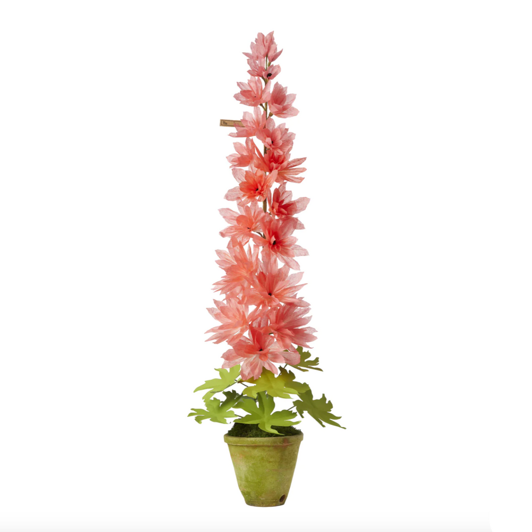 The Green Vase potted delphinium