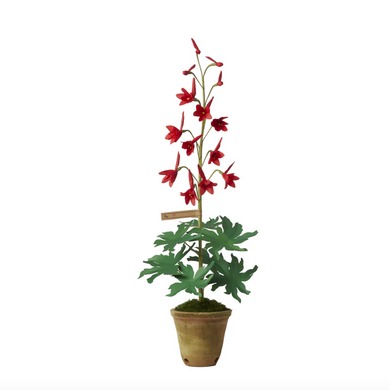 The Green Vase larkspur