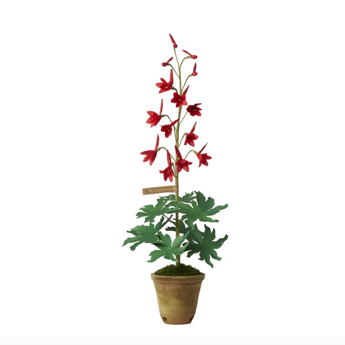 The Green Vase larkspur