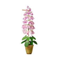 Load image into Gallery viewer, The Green Vase potted campanula