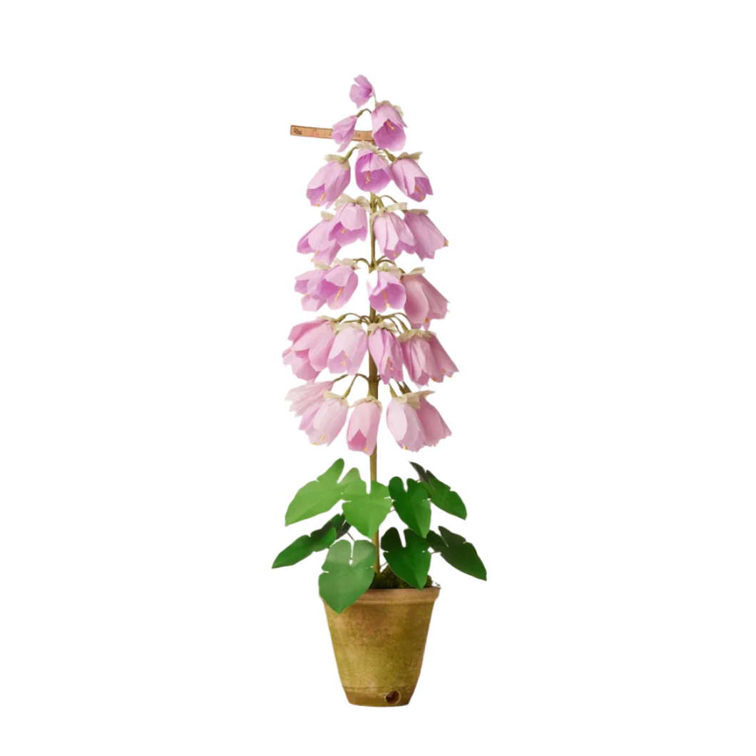The Green Vase potted campanula