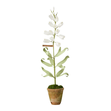 The Green Vase persian fritillaria plant