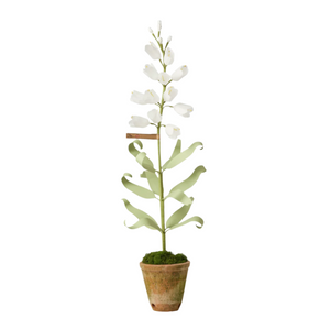 The Green Vase persian fritillaria plant