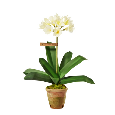The Green Vase potted clivia plant