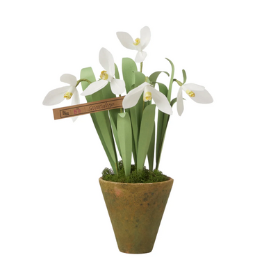 The Green Vase potted mini snowdrop plant