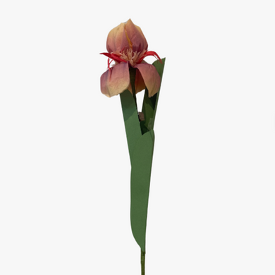 The Green Vase bearded iris stem