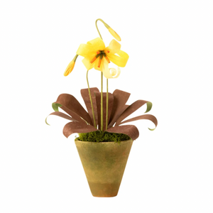 The Green Vase potted mini trout lily plant