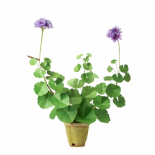 Load image into Gallery viewer, The Green Vase potted blue violet geranium plant