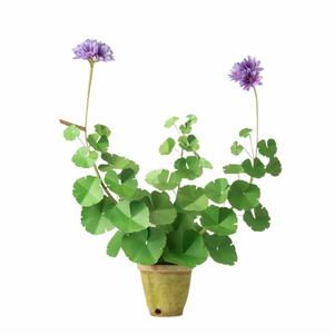 The Green Vase potted blue violet geranium plant
