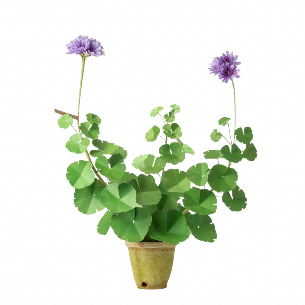 The Green Vase potted blue violet geranium plant