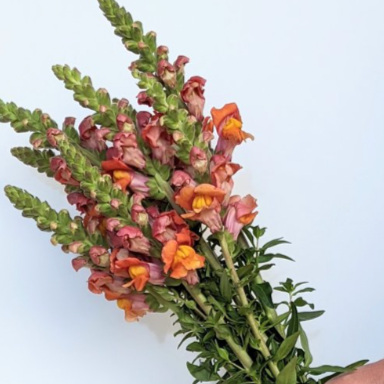 Anderson Acres SNAPDRAGONS - July 12th delivery