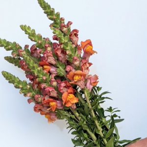 Anderson Acres SNAPDRAGONS - July 12th delivery
