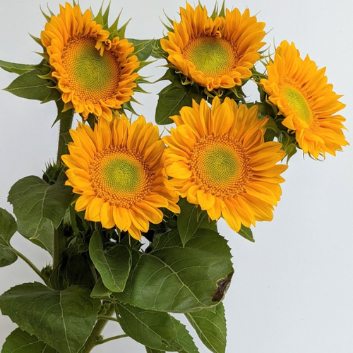 Anderson Acres SUNFLOWERS - July 12th delivery